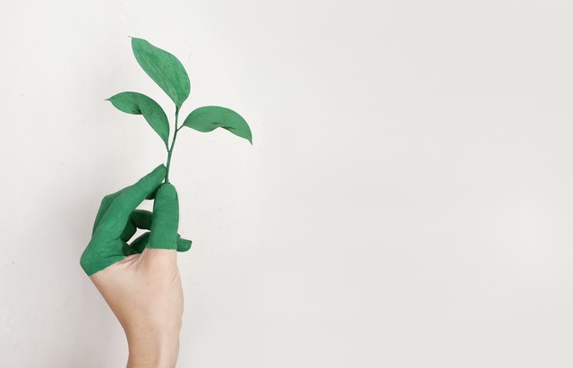 Hand hält grüne Pflanze